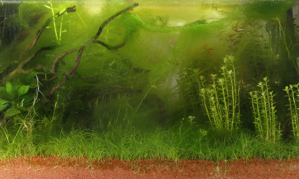 Les algues, un fertilisant de fond