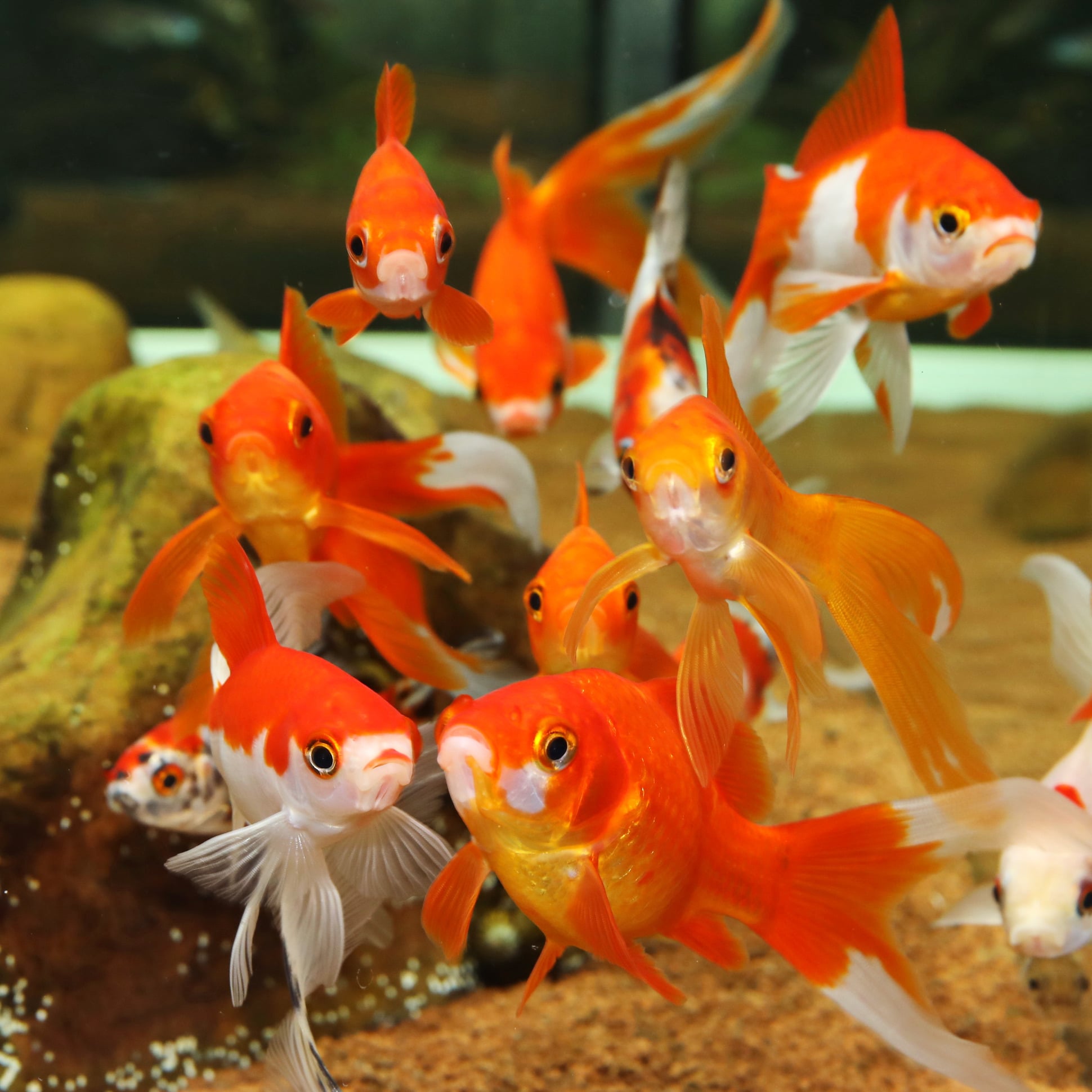 Sable ou gravier pour aquarium : que choisir pour vos poissons